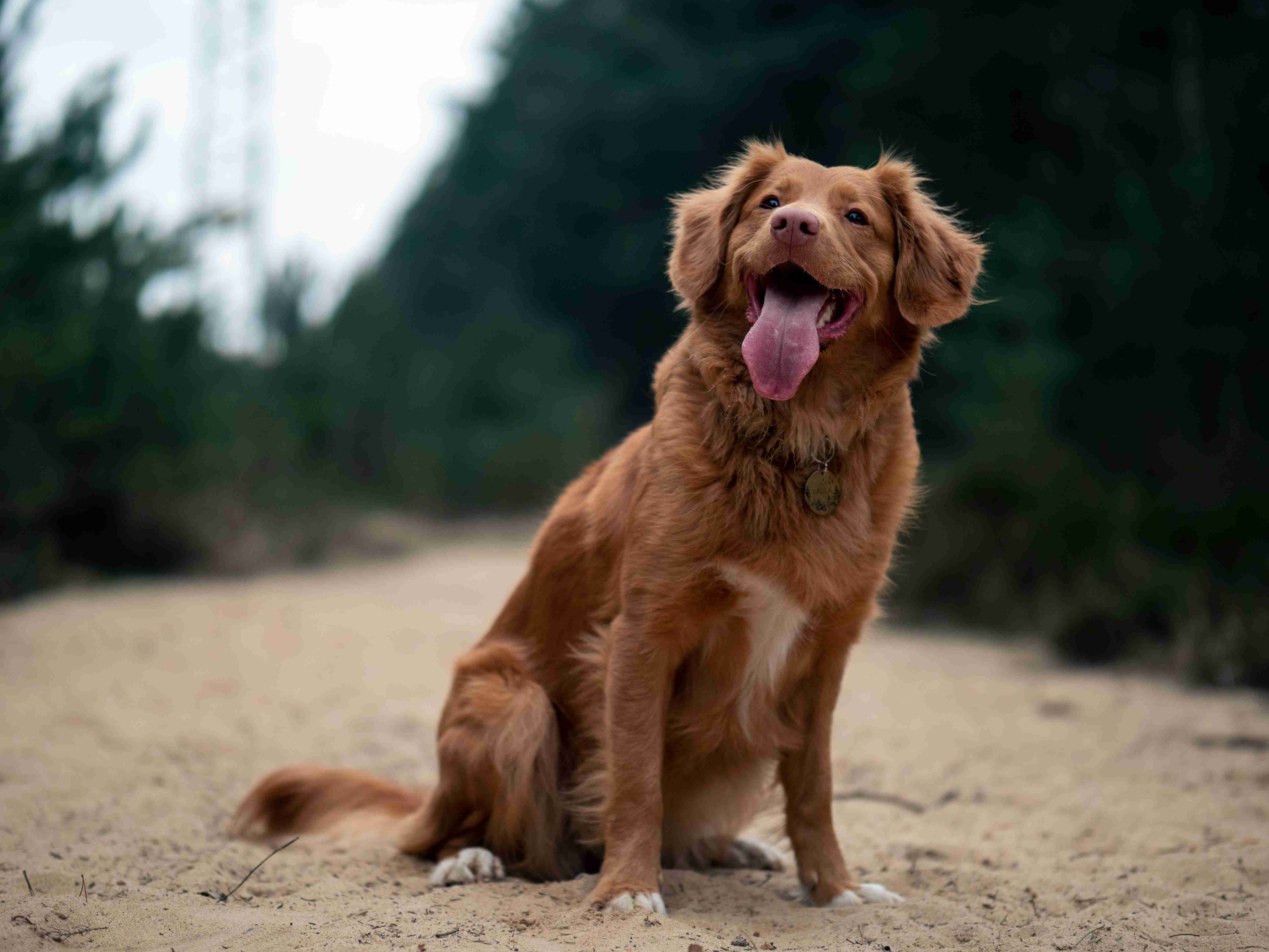 Are there any specific grooming techniques that are beneficial for golden retrievers?